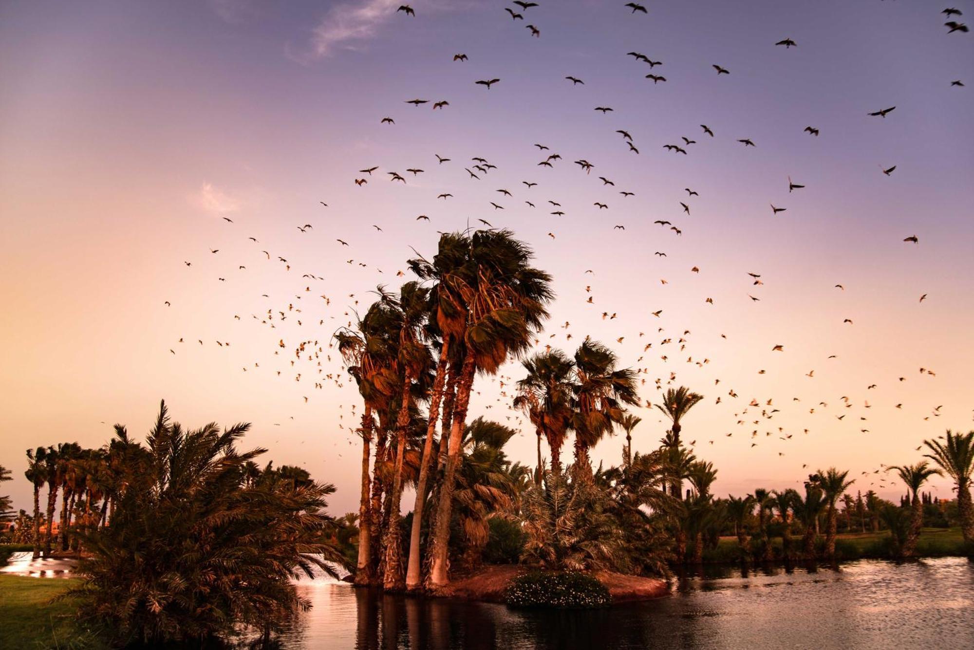 Pickalbatros Hotel Du Golf - Adults Friendly 16 Years Plus- All-Inclusive Marrakesh Exteriör bild